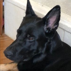 Meet your Posher, Desiree